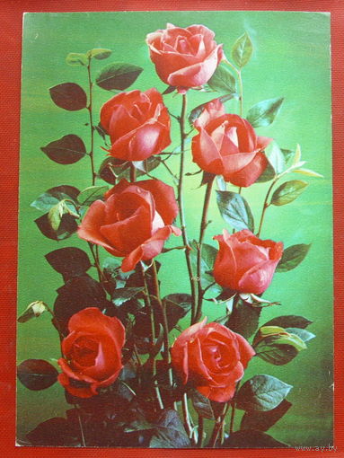 Розы. Чистая. 1983 года. Костенко. 230.