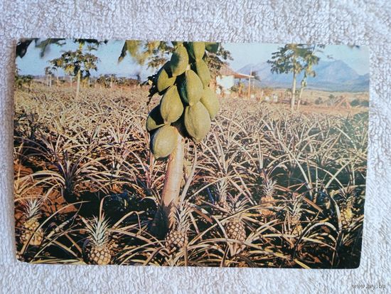 Куба. Плантации ананасов и папайи