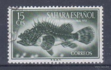 [602] Испанская Сахара 1953. Фауна.Рыба. Гашеная марка.