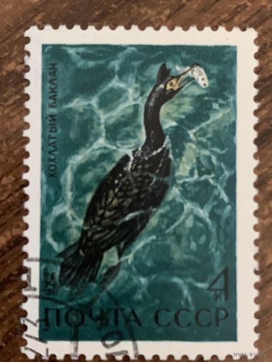СССР 1972. Хохлатый баклан. Марка из серии