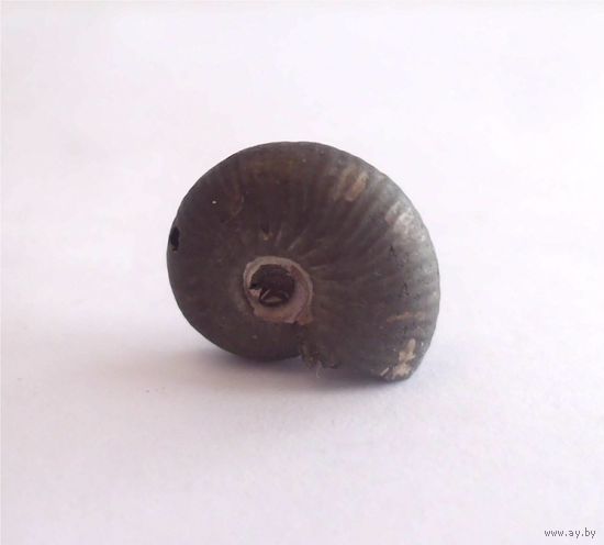 Аммонит Quenstedtoceras Квенштедтоцерас Ископаемый молюск Окаменелость 17 х 12 мм