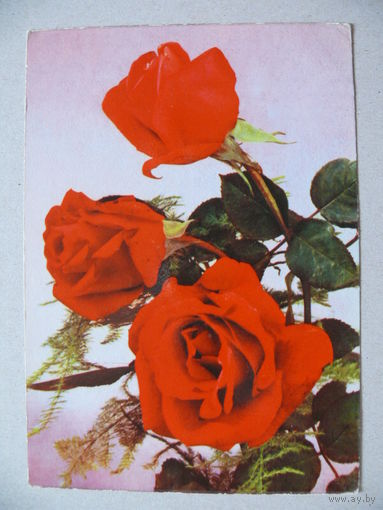 Открытка ГДР, Цветы (46), 1965, чистая.