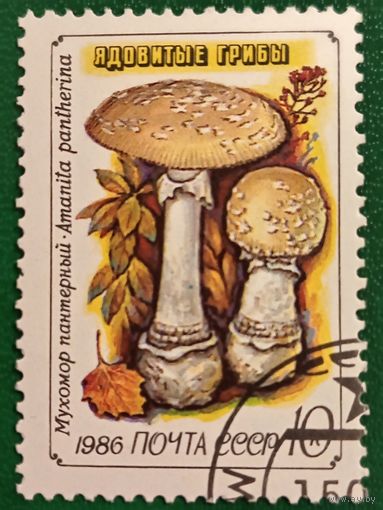 СССР 1986. Ядовитые грибы. Мухомор пантерный. Марка из серии