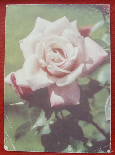 Роза. Чистая. Матанова. 1969 года. 237.