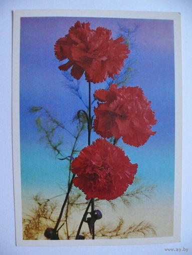 Костенко Г.(фото), Гвоздики, 1981, чистая.