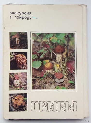 Грибы. Набор открыток. 95.