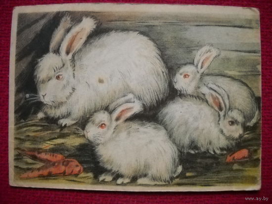 Кролики. Денисов. 1951 г. Чистая. Тир. 50 тыс.