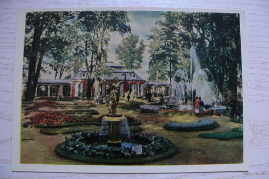 Петродворец. Фонтаны; 1964, чистая (размер 10*15).