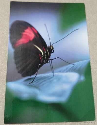 Посткроссинг. Открытка из Чехии: бабочка  (10х15). Прошла почту. Художественные марки, чёткий штемпель.