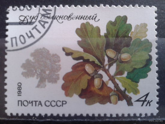 1980 Дуб