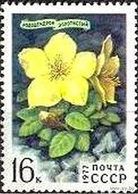 Марка СССР 1977. Рододендрон золотистый. 4700. Марка из серии
