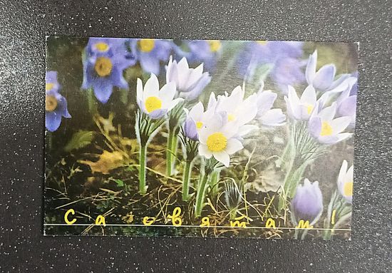 Открытка 1991 са святам фото Плыткевича прострел обыкновенный чистая