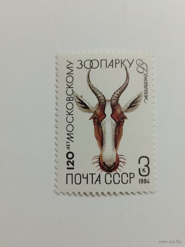 1984 СССР. Московский зоопарк. Фауна. Животные. Звери. Бонтебок