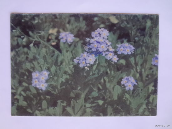 Календарик 1996 г.  Цветы.  ДЭБОР. Полиграфические услуги.