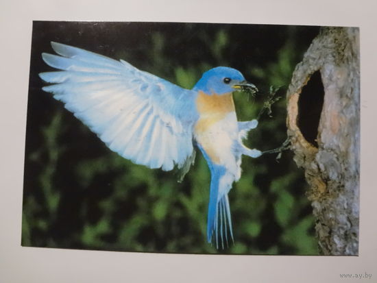 Календарик 1998 г. Птичка у гнезда.