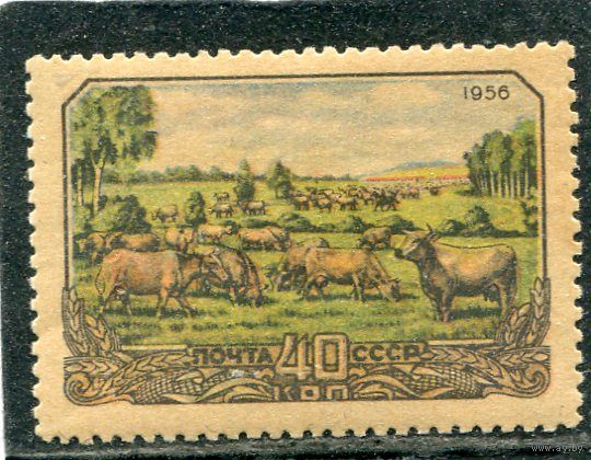 СССР 1956. Сельское хозяйство. Стадо коров