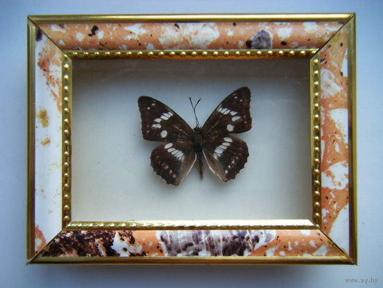 Коллекционная бабочка. 16см.х12см.