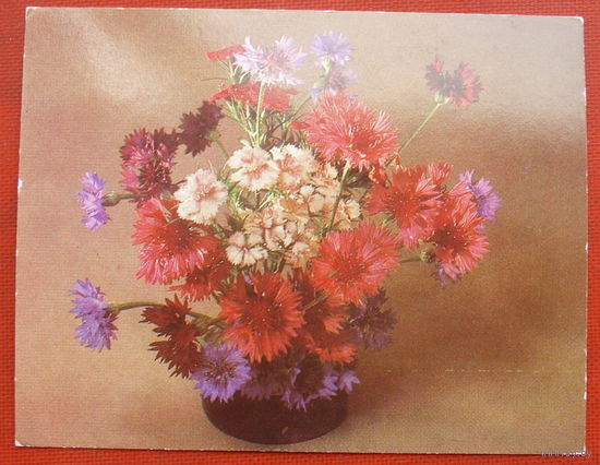 Васильки. Чистая. 1984 года. Фото Савалова. Мини.
