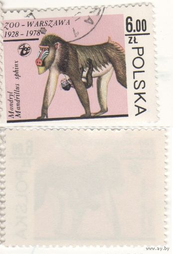 Польша 1978.11.10 (Mi)PL2590 марка из сер.Варшавский зоопарк - 6,00zl Мандрилл (Mandrillus sphinx) (г) (a1-10 ТОРГ/ВАША ЦЕНА