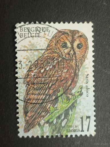 Бельгия 1999. Совы