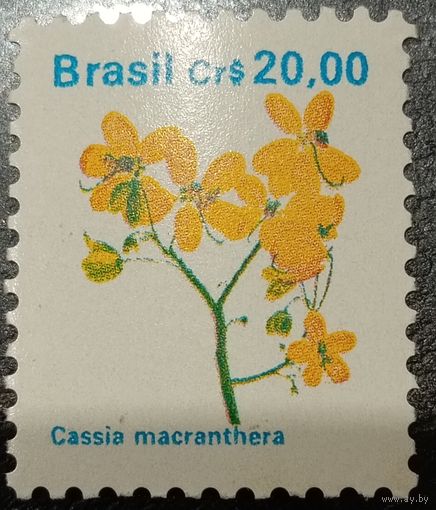 Бразилия. Флора. Цветы. Cassia Macranthera