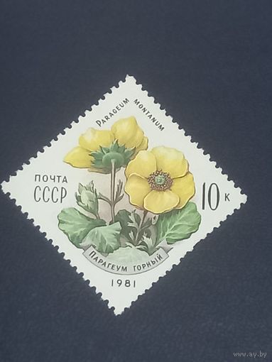 Парагеум горный. СССР 1981г.