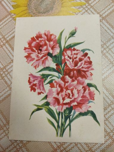Открытка. Почтовая карточка. Гвоздика. Художник Зеленов. До 1961 года.