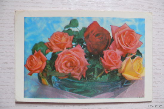 Круцко Б., Розы; 1977, подписана.