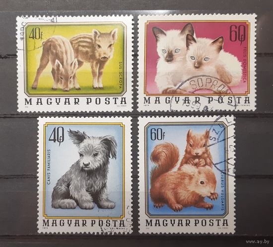 Распродажа с 1 рубля! Фауна. Венгрия. 1974 год. Детёныши животных (4 марки из серии)