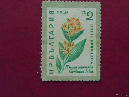 Болгария. Флора.