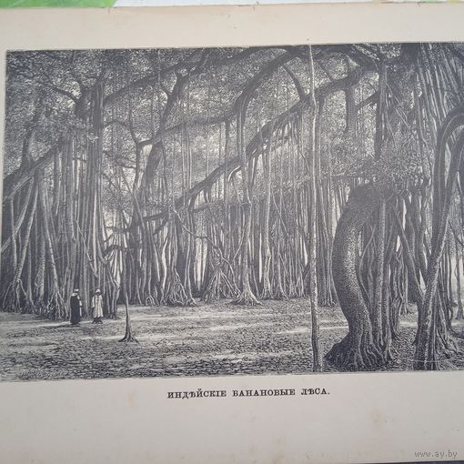 ИНДЕЙСКИЕ БАНАНОВЫЕ ЛЕСА. гравюра конец 19в.  27х17.5см.