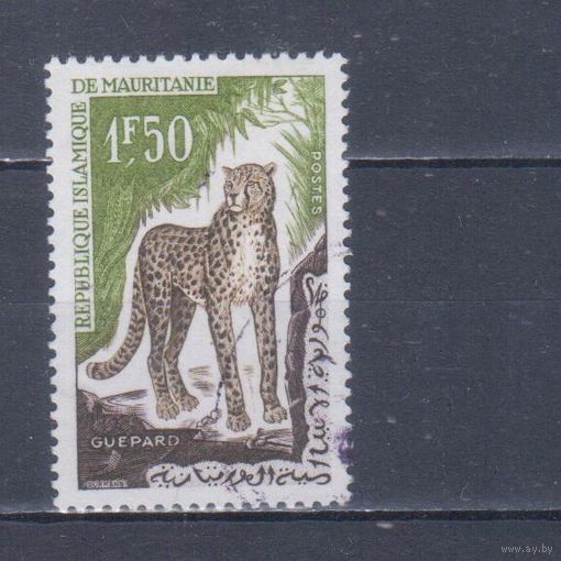 [598] Мавритания 1963. Фауна.Дикие кошки.Гепард.Гашеная марка.