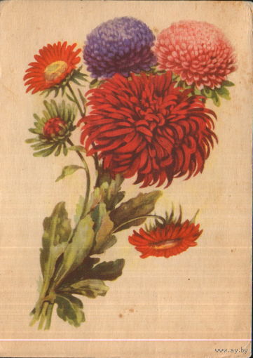 Подписанная открытка 1954г. "Астры" худ. И. Романов