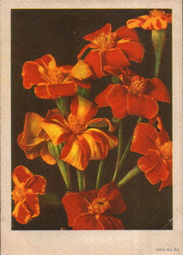 Чистая открытка 1960г. Латвийская ССР "Бархатцы" фото К. Мелбардис