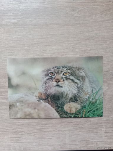 Открытка,1985