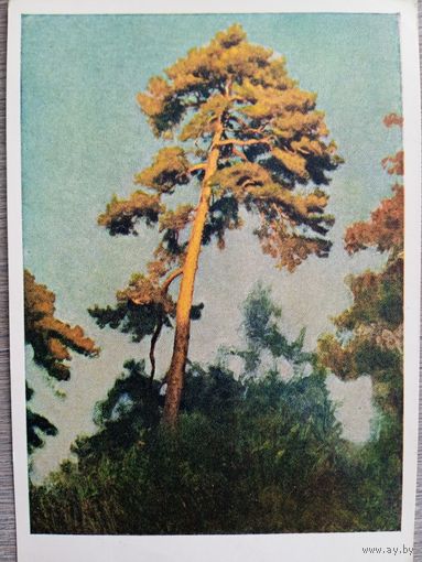 1957. Лактионов. Последний луч