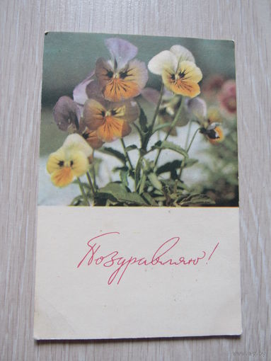 Поздравляю! Анютины глазки фото Р.Шраде.1965 СХ