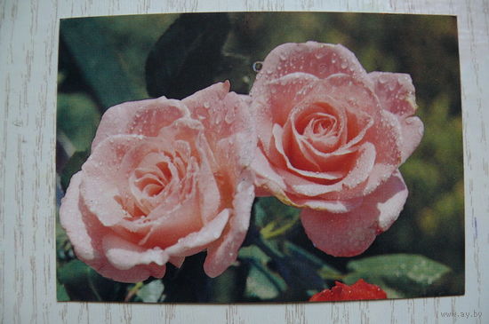 Календарик, 1990, Цветы. Розы.