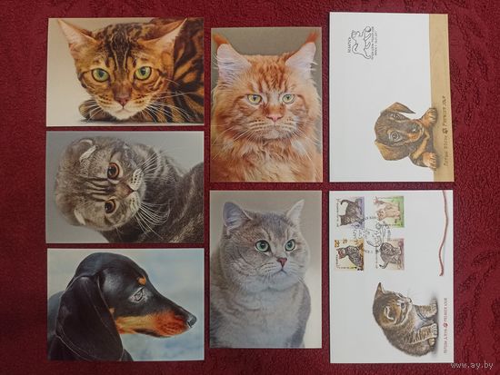 Беларусь - 2017 год - кошки - открытки и конверты