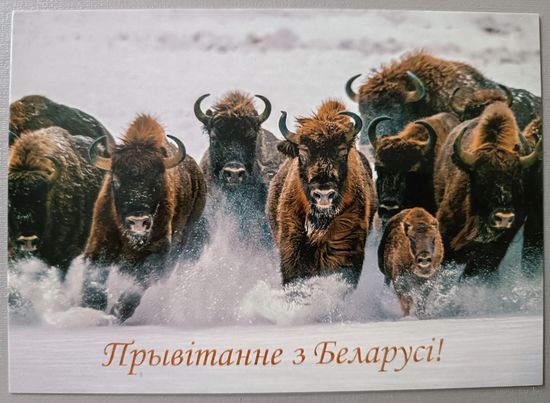 Зубры. Открытка, глянец, 2024.