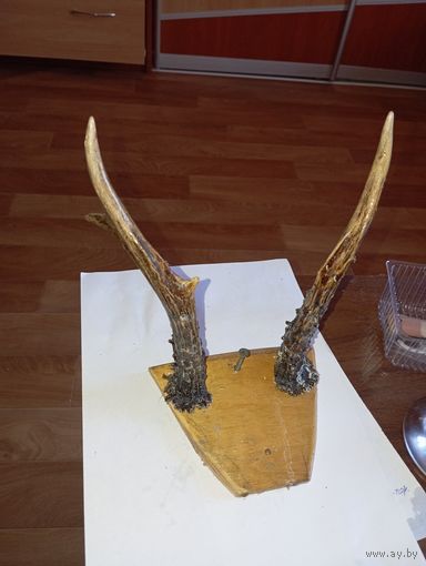 Вешалка из рогов касули . Распродажа старинных и винтажных ПРЕДМЕТОВ БЫТА  45 лотов с рубля  !