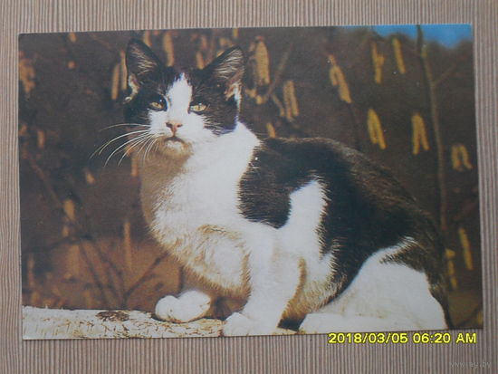 ЧИСТАЯ ПОЧТОВАЯ ОТКРЫТКА.КОТ ВЕСЕННИЙ.