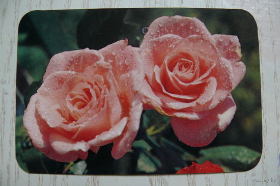 Календарик, 1990, Цветы. Розы.