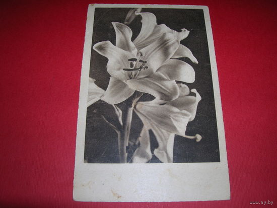 Цветы Лилии Германия 1945 год Подписана 25.10.1945