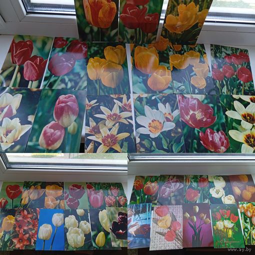 Открытки цветы Тюльпаны Георгины Хризантемы чистые 105 штук