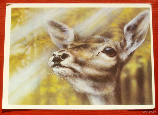 Оленуха. Чистая. 1989 года. Исаков. 372.