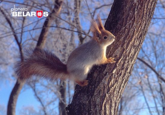 "Планета Беларусь" 2022 посткроссинг фауна белка
