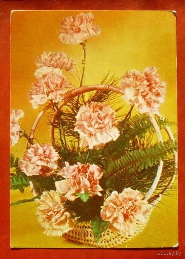 Гвоздики. Чистая. 1977 года. Круцко. 1781.