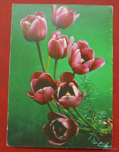 С днём рождения! Чистая. 1981 года. Костенко. 1732.