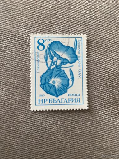 Болгария 1985. Цветы. Ipomea tricolour. Марка из серии